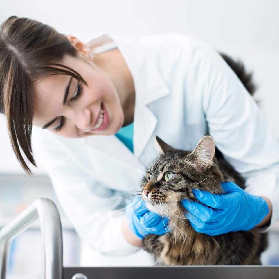 Raubgerger Veterinärmedizintechnik | Tierärztin mit Katze
